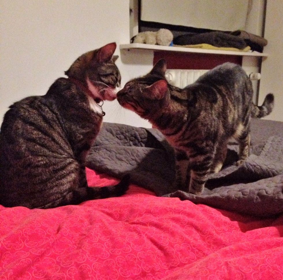 Neighbor Cat Visits His Best Friend For 3 Years and Has Never Missed a