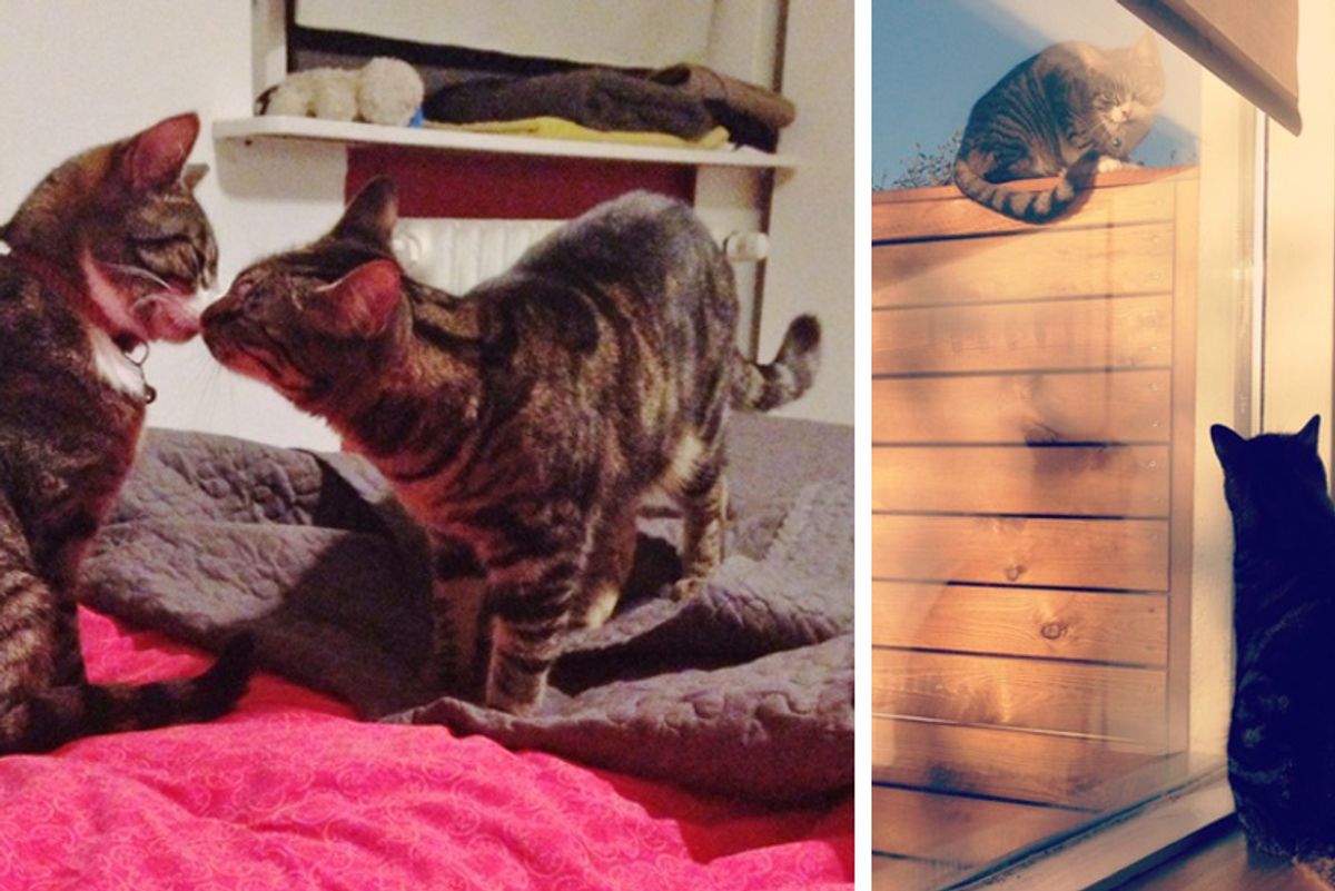 Neighbor Cat Visits His Best Friend For 3 Years and Has Never Missed a Rendezvous