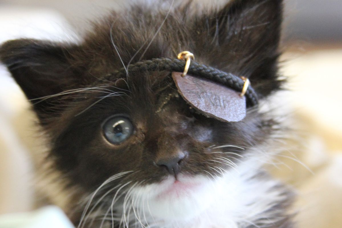 Miracle Kitten Gets Eye Patch to Help Him Heal, Now a Month After Rescue...