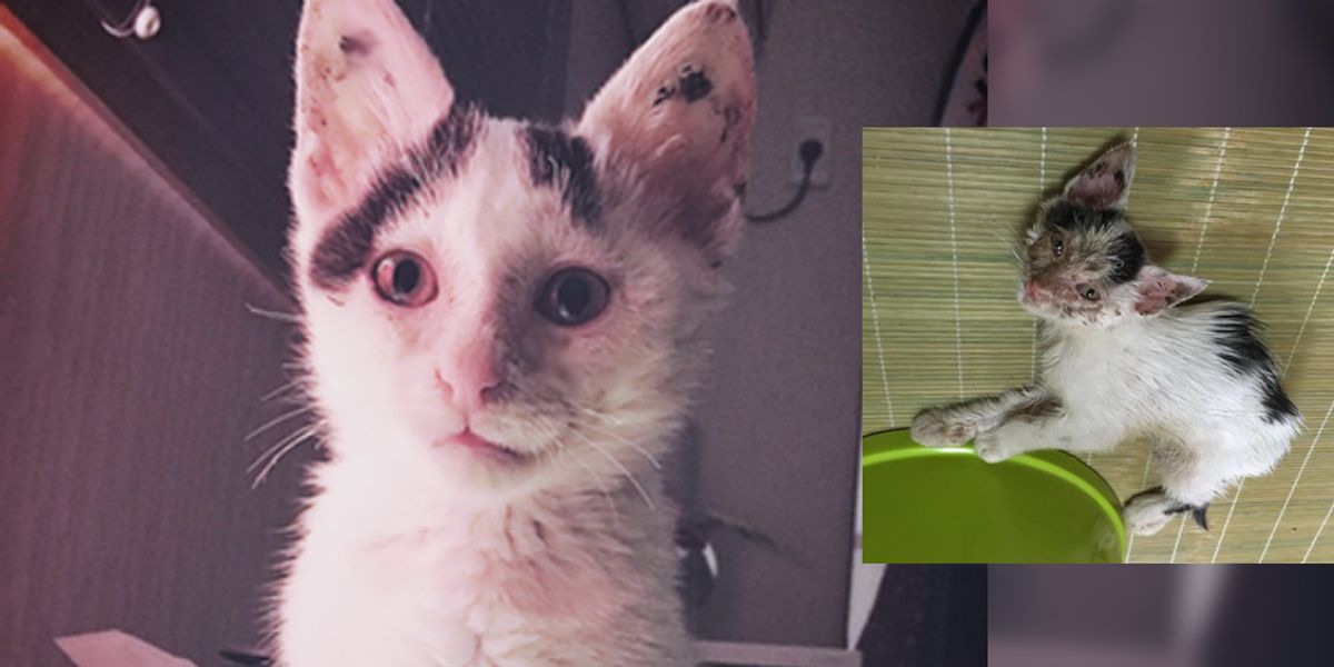 Kitten Hobbles Up to Woman, Lets Out a Silent Meow for Help — She Brings the Kitty Back from the