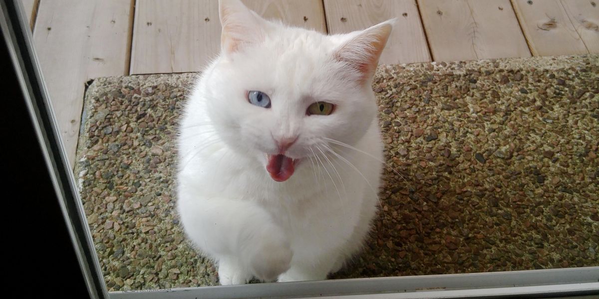 Cat Visits Her Neighbor Every Day For Treats and Pets For Over a Year