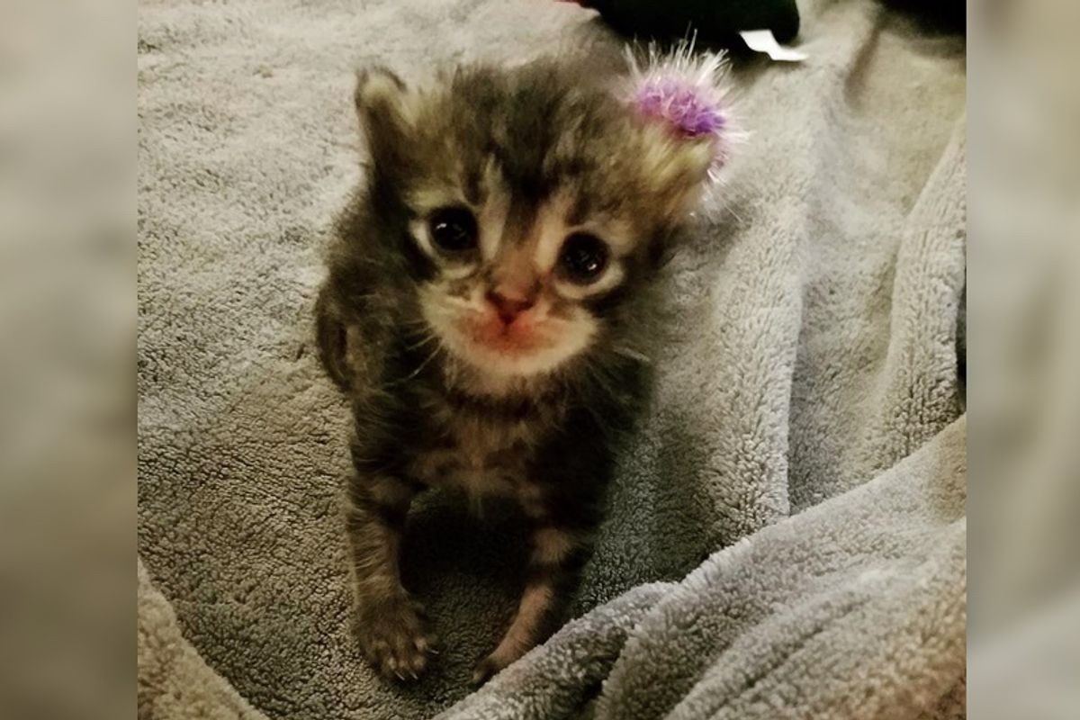 Tiny Kitten Found Under Jacuzzi Fought Hard to Live and Grew Into a Fluffy Gorgeous Cat
