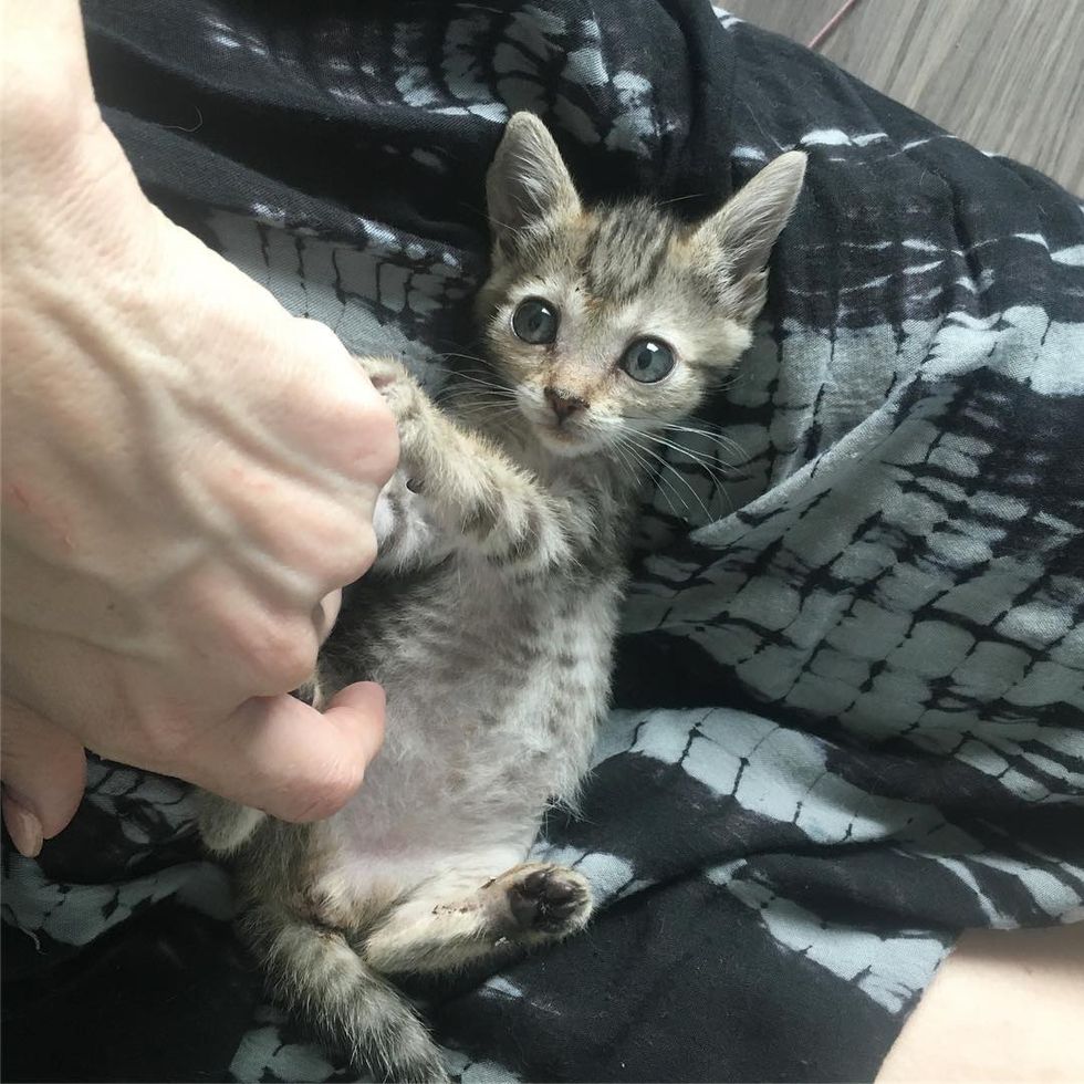 Miracle Kitten Half The Size of a Normal Cat is Determined to Live and ...