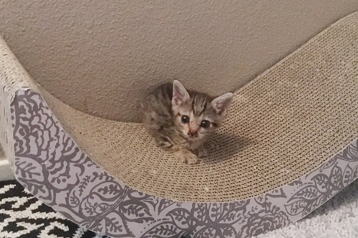 Miracle Kitten Half The Size of a Normal Cat is Determined to Live and ...