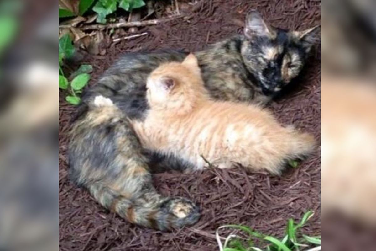 Feral Cat Chose Family's Backyard To Raise Her Only Kitten, Now 4 Years Later...