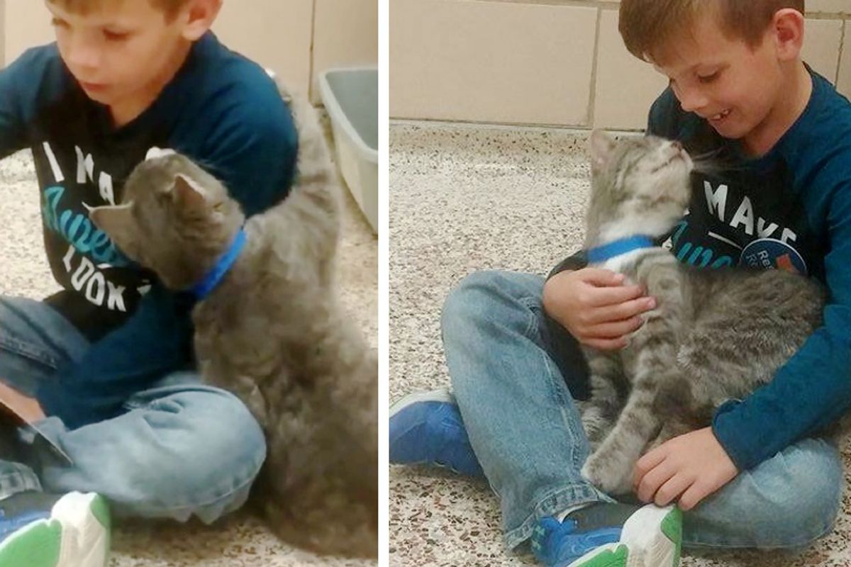 Young Boy Reads to Shelter Cats and Gets a Captive Audience in This Sweet Feline Friend...