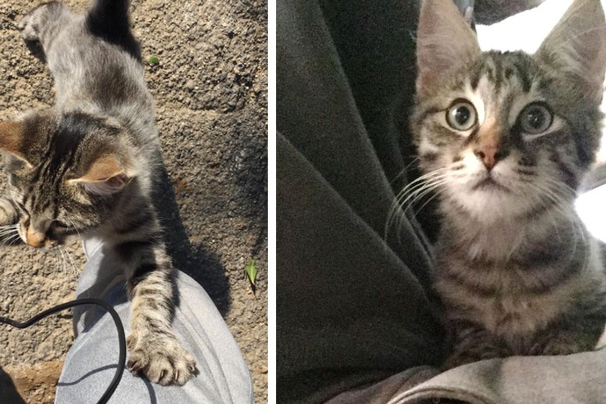 Guy Captures Moments of Him Being Chosen by Tabby Cat Found In the Street...