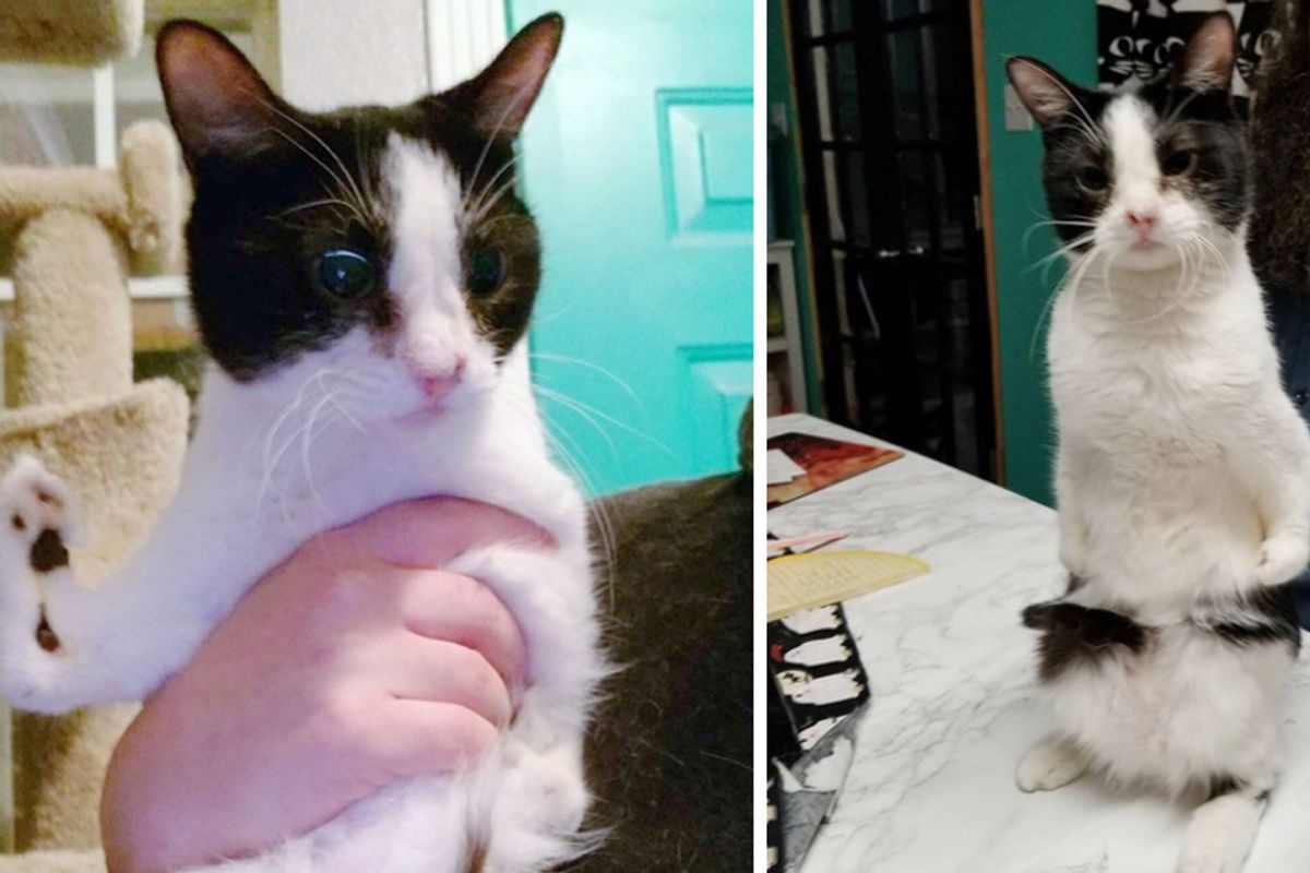 Woman Saves "Special abled" Cat that No One Wanted and Turns Her Life Around...