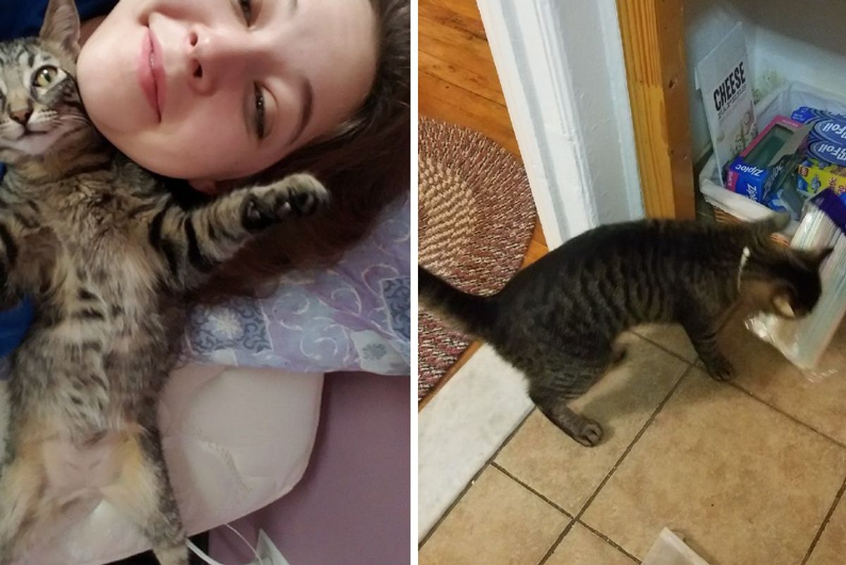 Guy Doesn't Believe Girlfriend's Cat Put Missing Kitchen Items On Bed — She Sends Photos to Prove It!