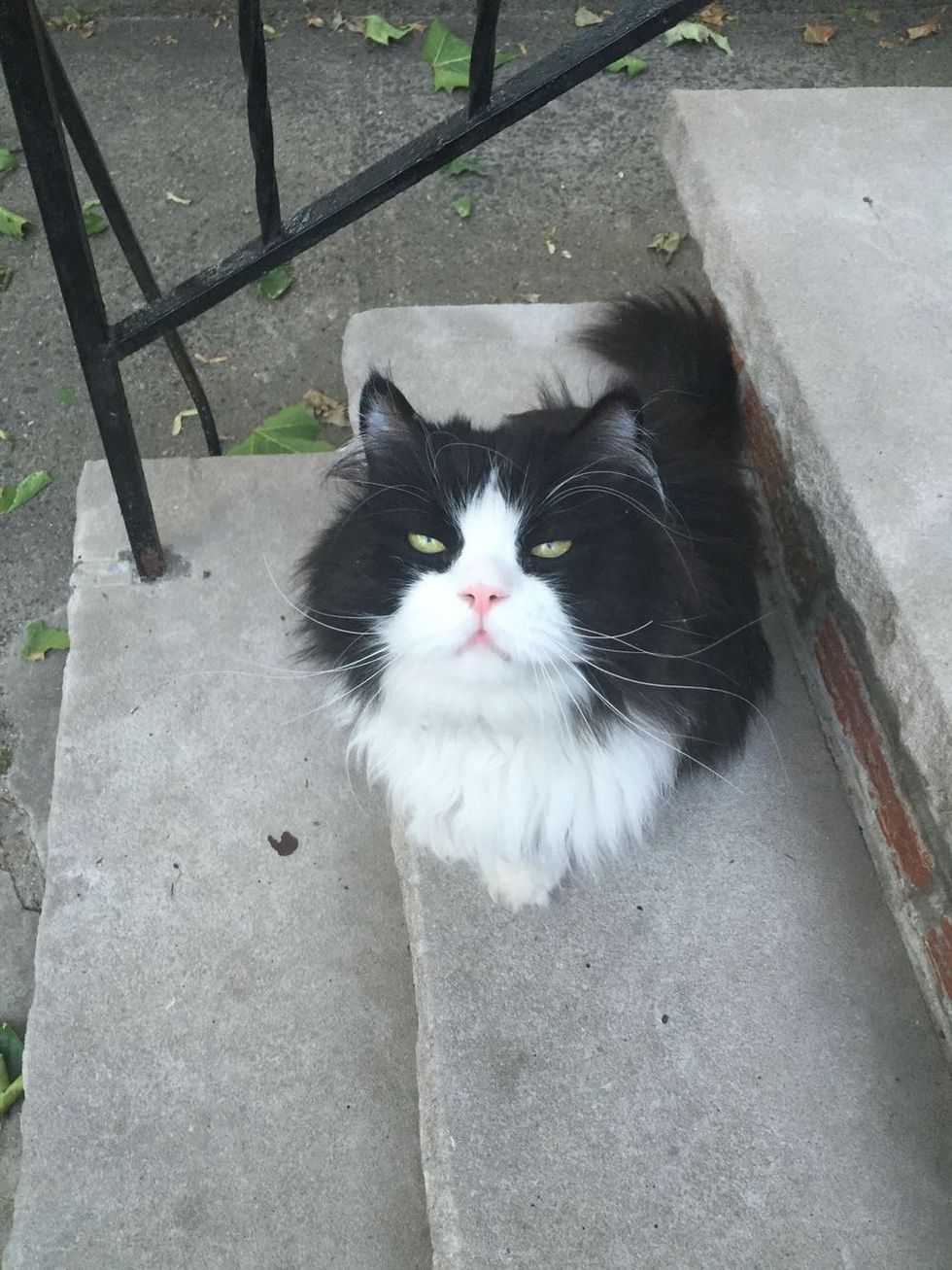 Cat Sits On His Very Own Stoop Every Day, Guarding The Neighborhood For 