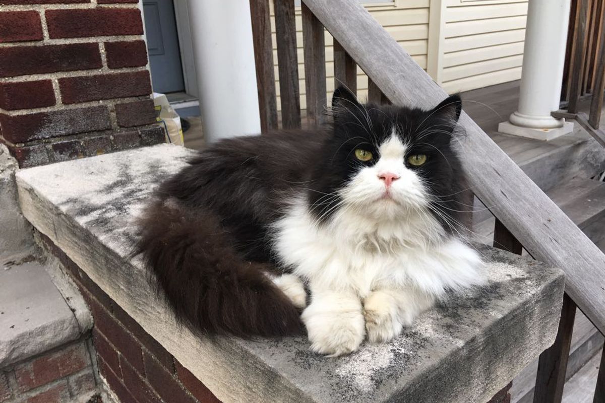 Cat Sits On His Very Own Stoop Every Day, Guarding the Neighborhood For Years!