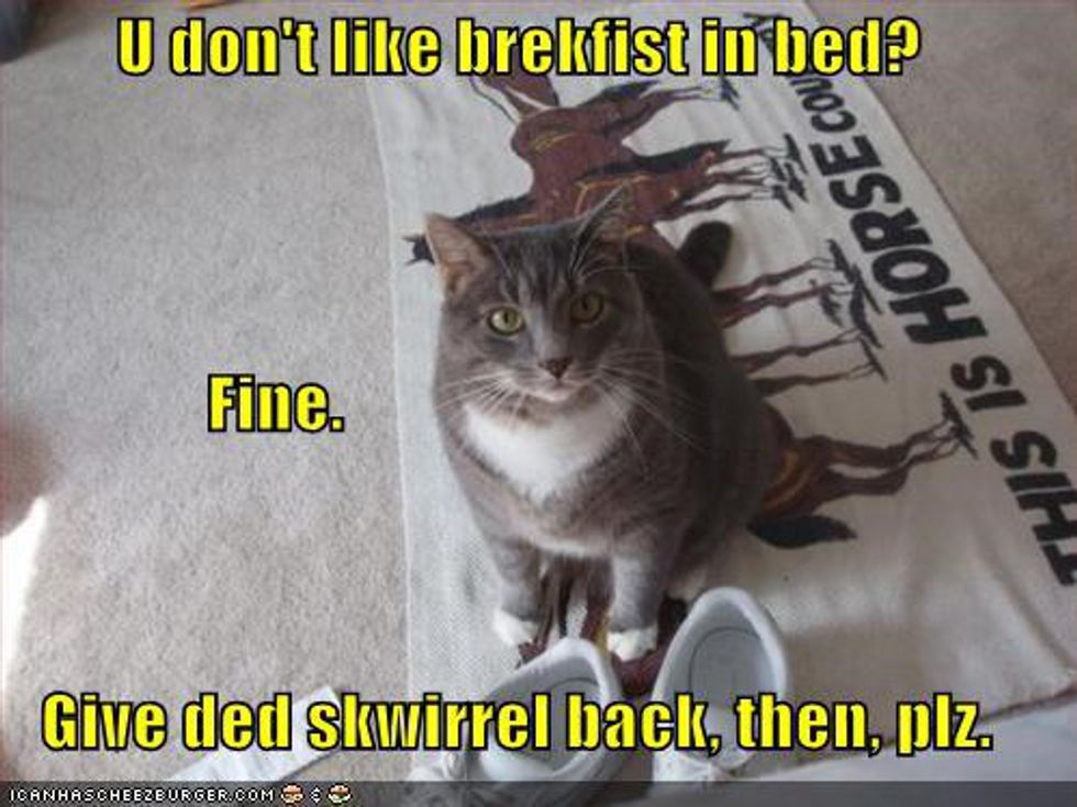 20 Reasons To Have A Cat Or Two