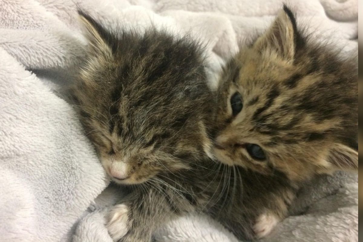 Kitten Brothers Found Huddled Up in Shed - Their Cuddles Keep Them Alive
