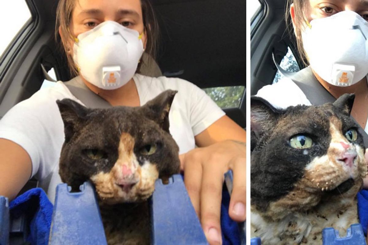 Women Go Back to Save Cats After the Fires and Help Them Every Way They Can