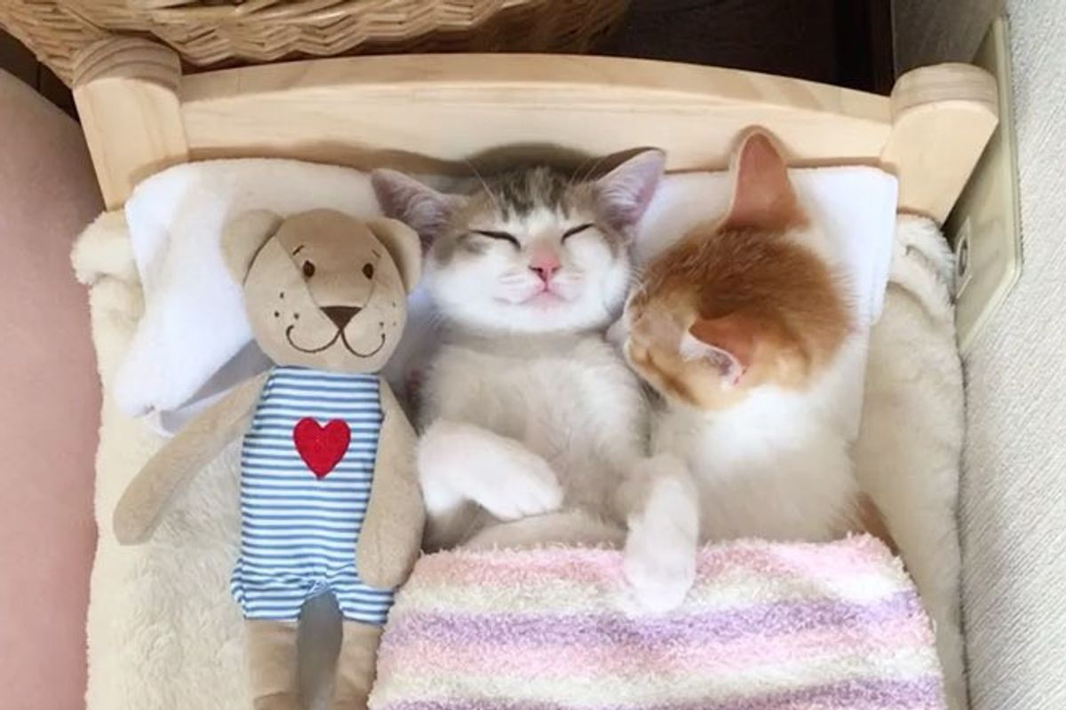 Family Saves 2 Kittens and Gives Them IKEA Bed - They Grow Up Napping in It In These Adorable Photos