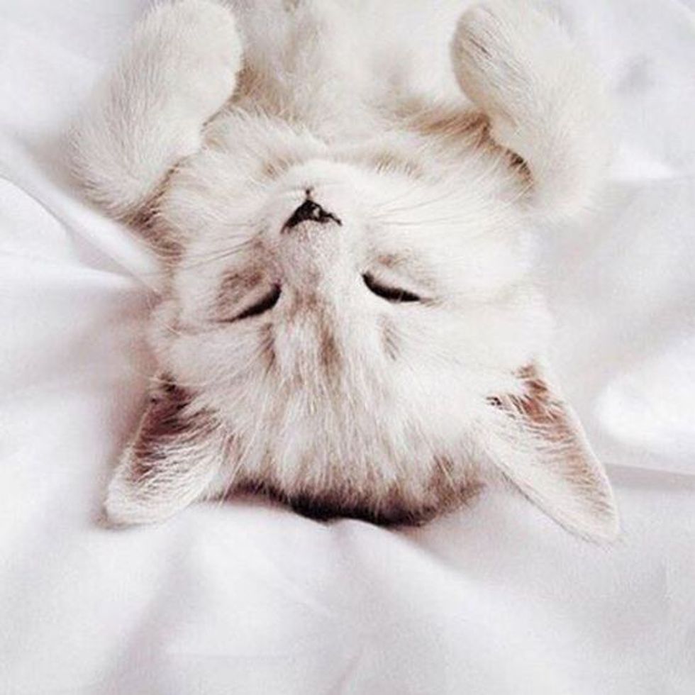 11 Reasons To Get A Kitten