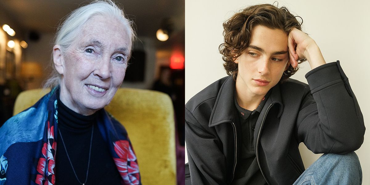 See Timothée Chalamet, Jane Goodall and More at the 2017 New York Film Festival