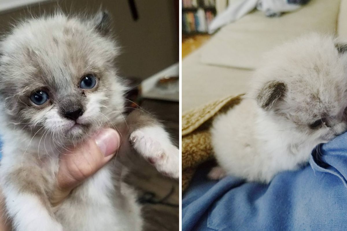 Man Saves Crying Kitten Found Outside the Fence and Becomes His New Dad