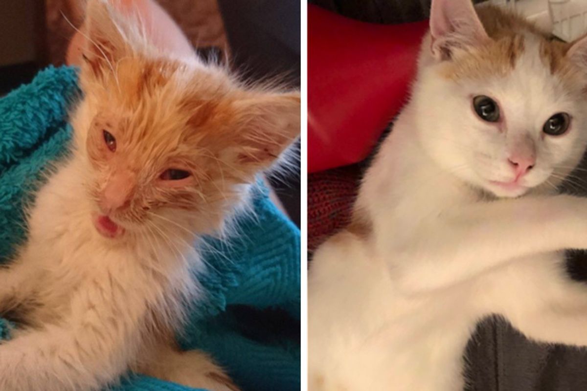 Kitten Cheated Death Goes from Little "Alien" to Gorgeous Young Cat...