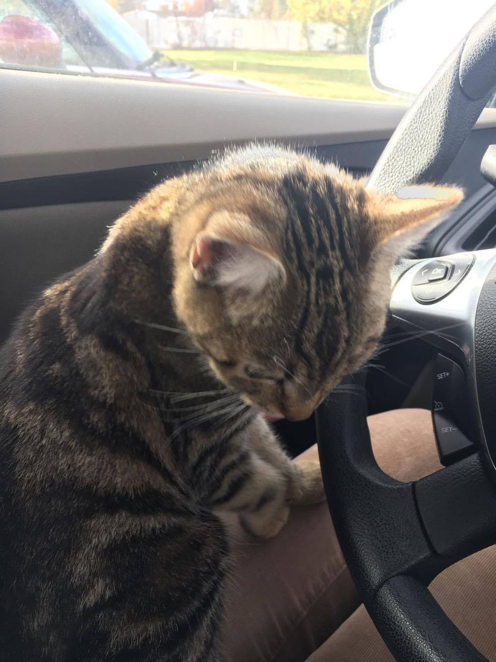 Cat Jumps Into Woman's Car and Her Lap - Turns Out She Is Looking for ...