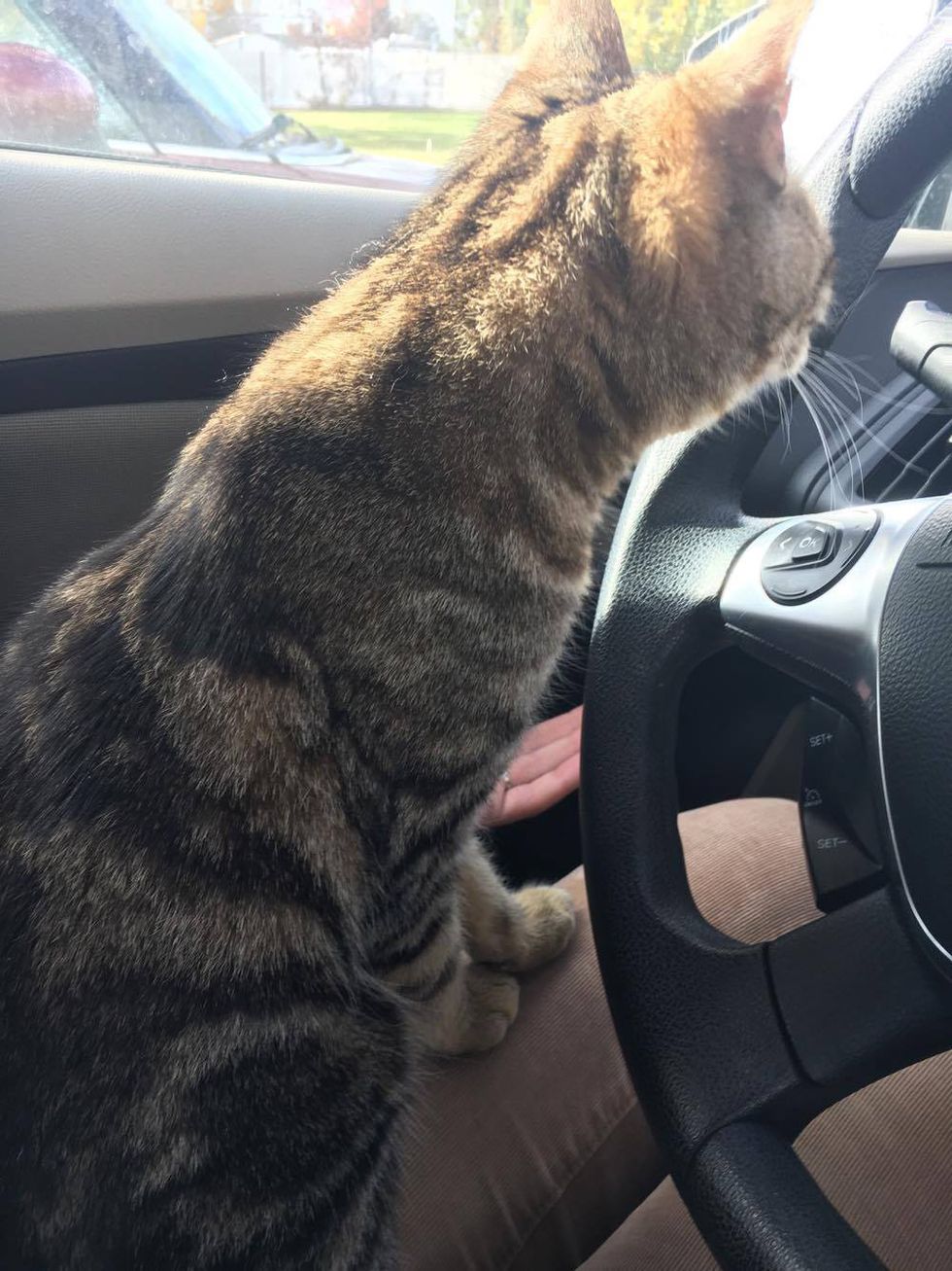 Cat Jumps Into Woman's Car and Her Lap - Turns Out She Is Looking for ...