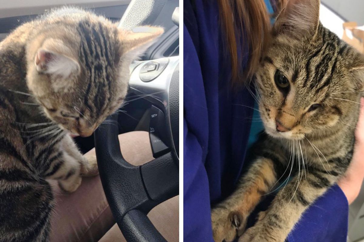 Cat Jumps Into Woman's Car and Her Lap - Turns Out She Is Looking for Help...