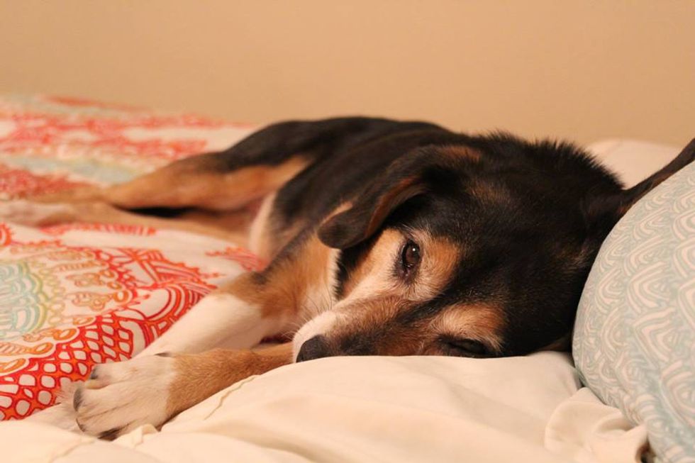 How Apartment Complexes Can Assure More DogFriendly Housing Near