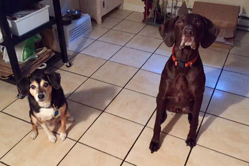 How Apartment Complexes Can Assure More DogFriendly Housing Near