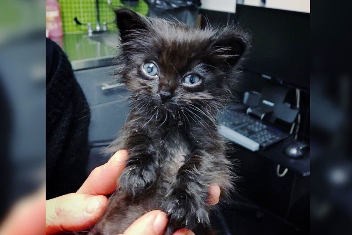 Dwarf Kitten Found On Concrete Slab Gets Help to Grow in These Adorable Photos..