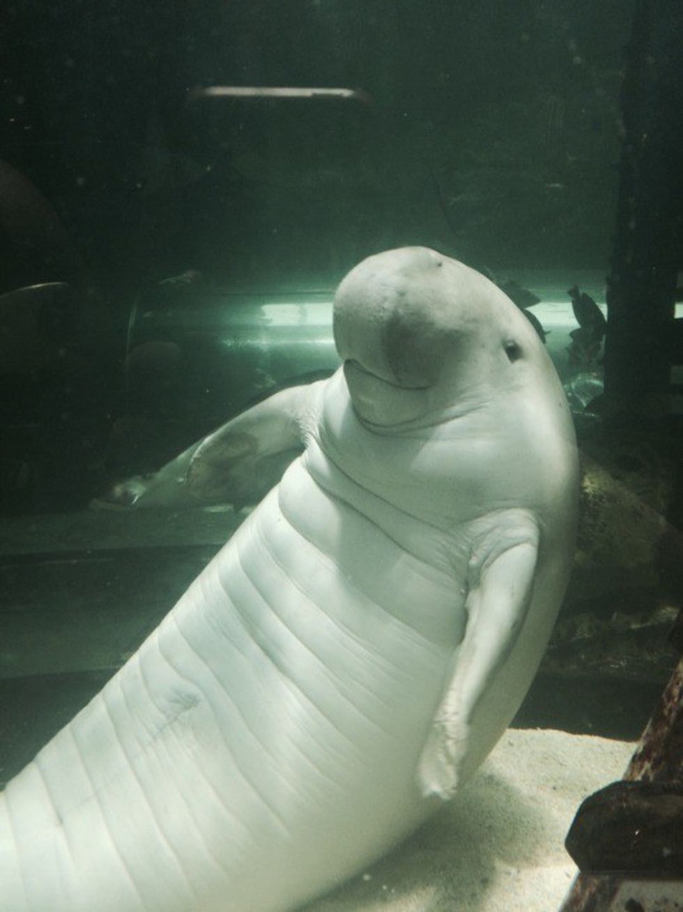 11 Unique Cute Baby Animals