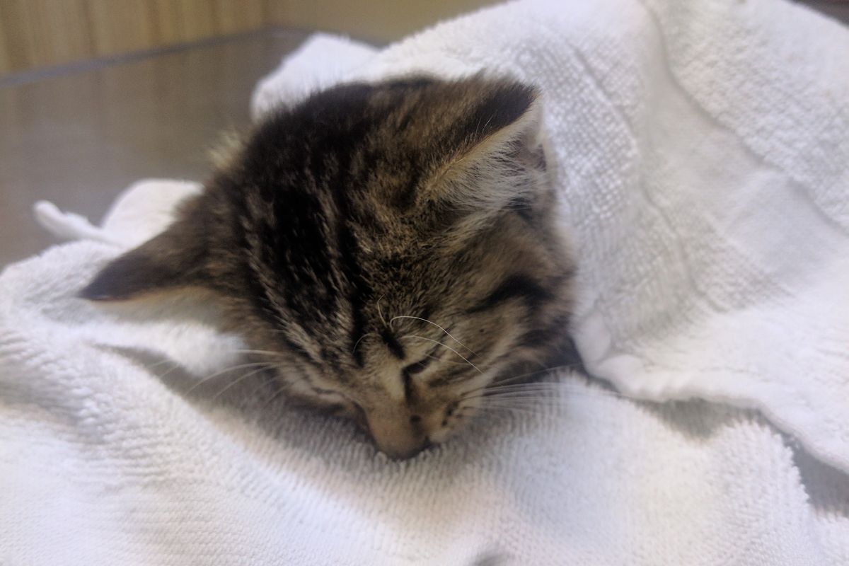 Kitten Found In Middle of Road Squeaks in Gratitude at Her Rescuer For Saving Her Life...