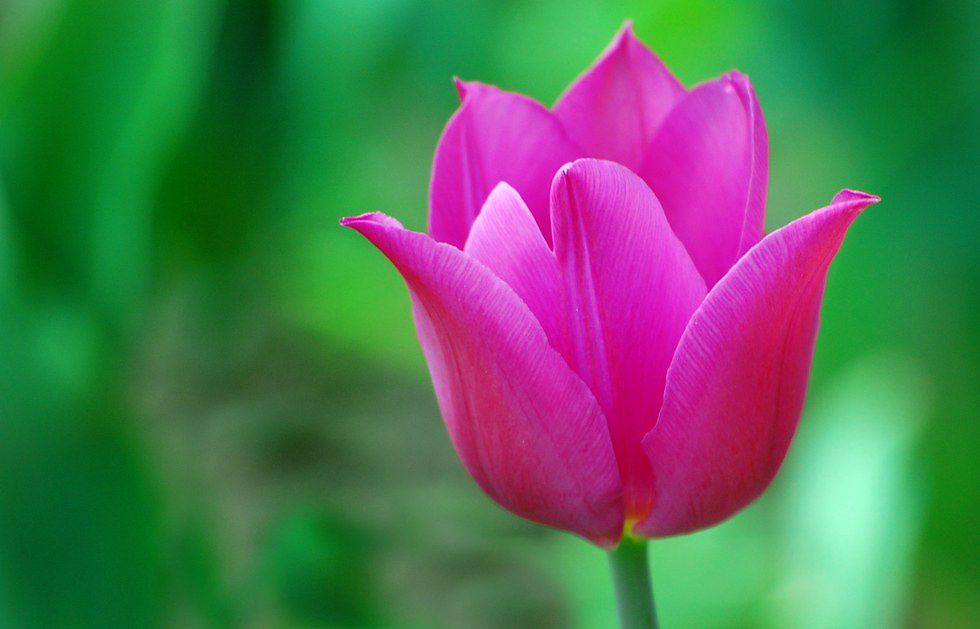 What Your Favorite Flower Says About You