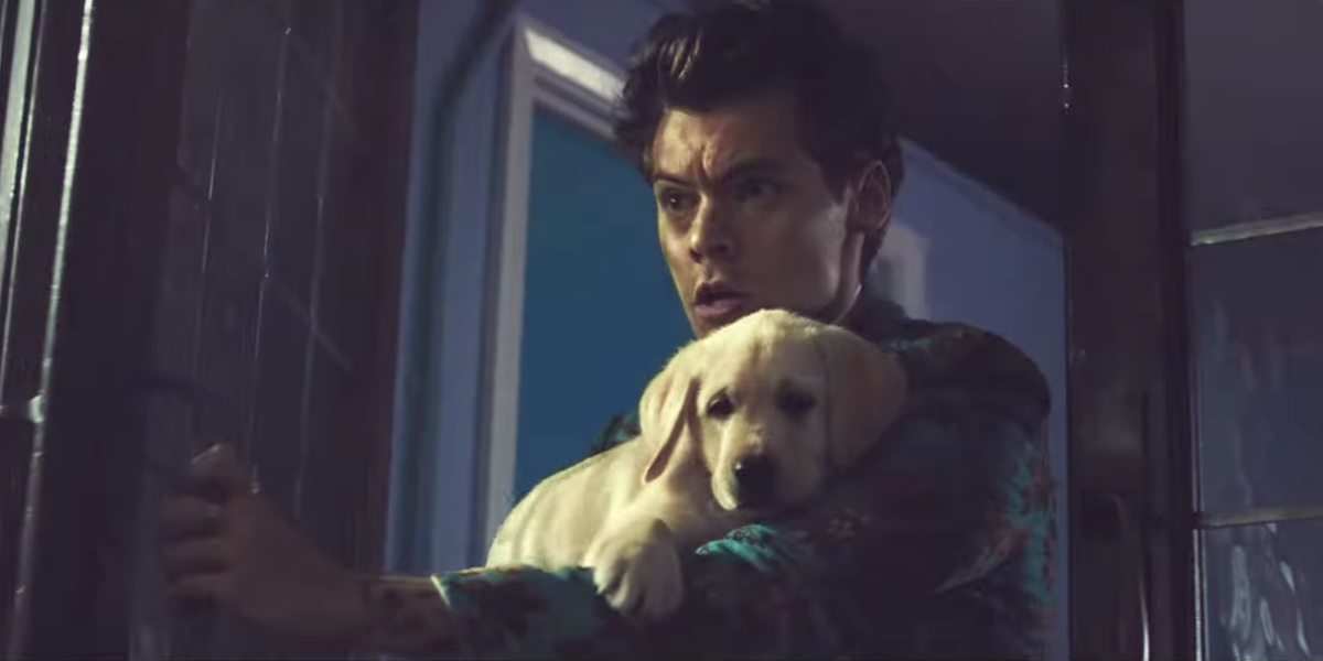Here's Harry Styles and a Puppy in His New "Kiwi" Video, Hope You're Happy