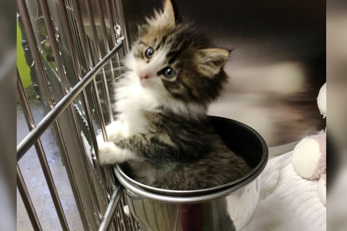 Kitten Found Under a Bush Finds An Adorable Way to Wait For Her Forever Home...