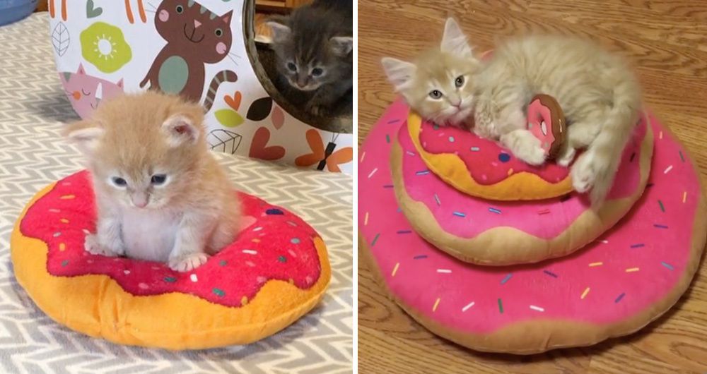 kitten donut