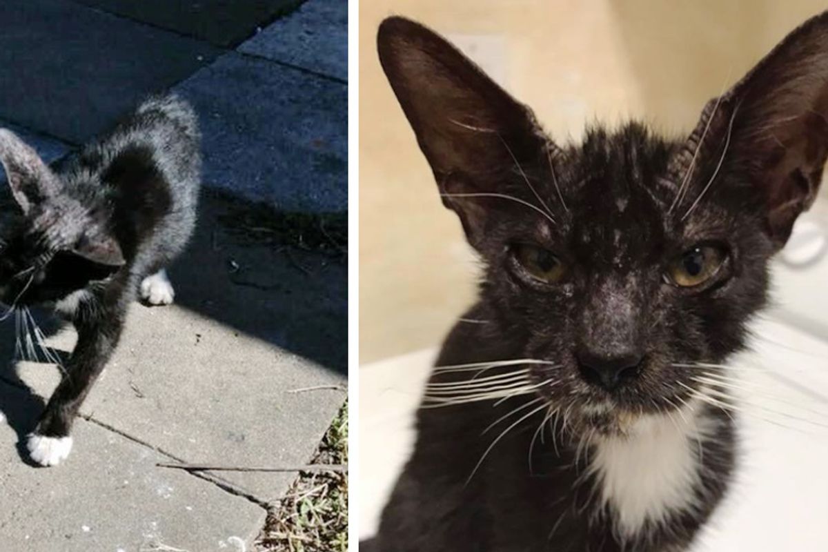 Cat With Large Ears Knew She Needed Help - So She Stopped Woman in Backyard