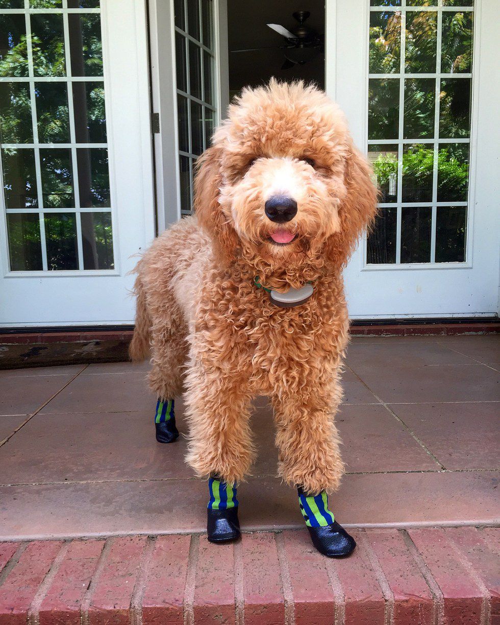 12 Reasons Everyone Should Own A Dog In College