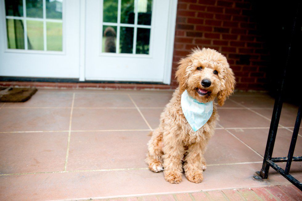 12 Reasons Everyone Should Own A Dog In College