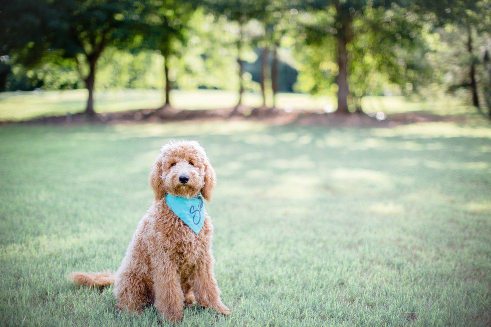 12 Reasons Everyone Should Own A Dog In College