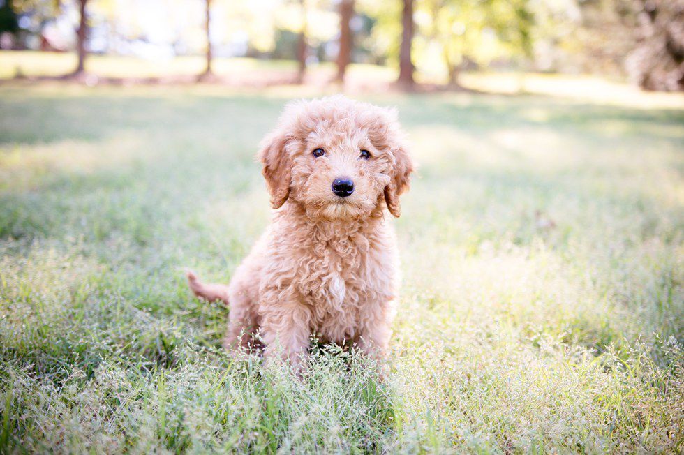 12 Reasons Everyone Should Own A Dog In College