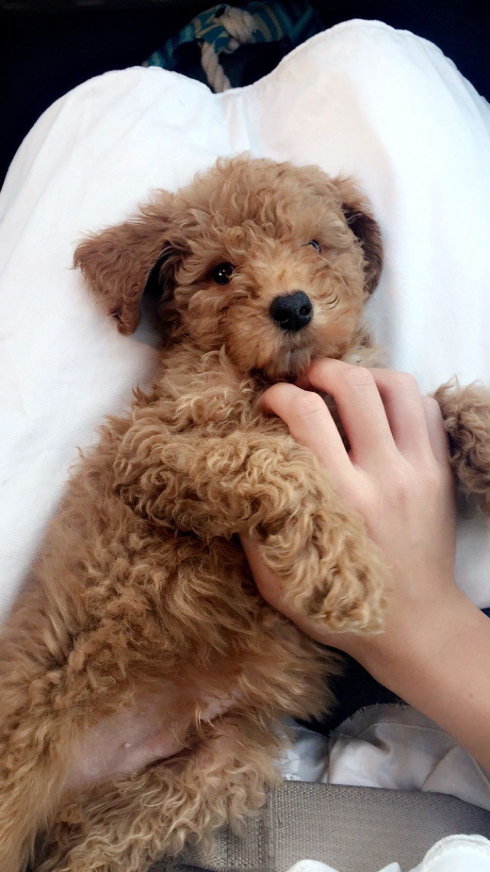 12 Reasons Everyone Should Own A Dog In College