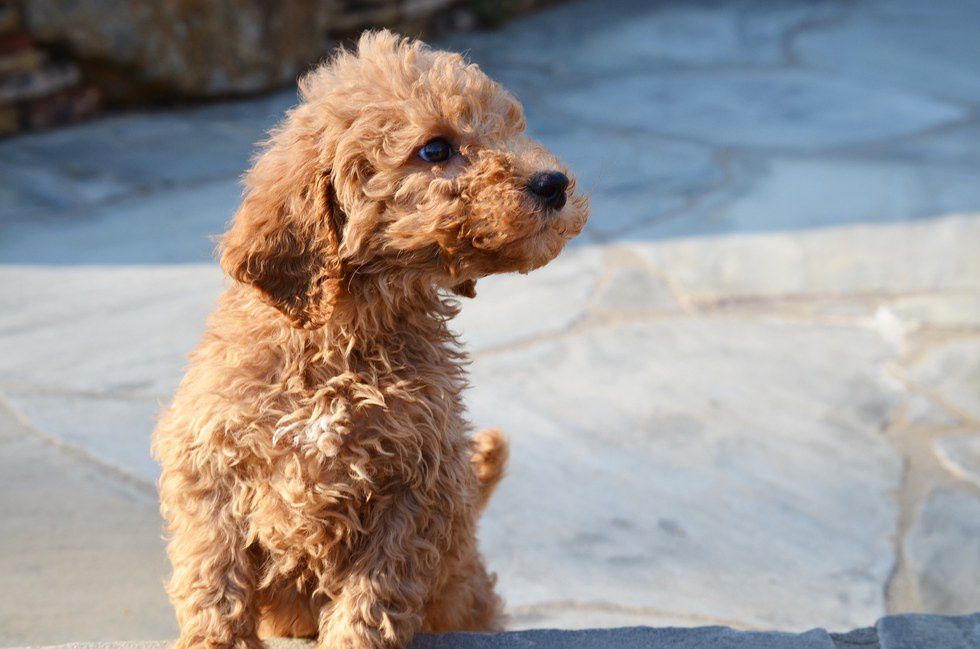 12 Reasons Everyone Should Own A Dog In College