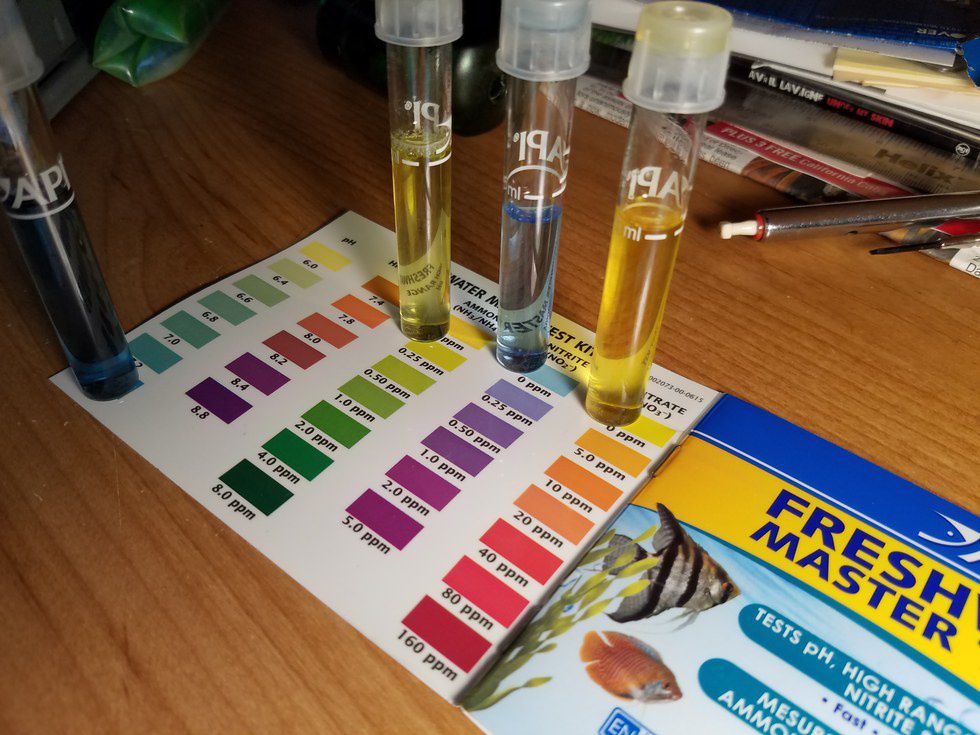 A Simple Guide To Testing Aquarium Water Parameters
