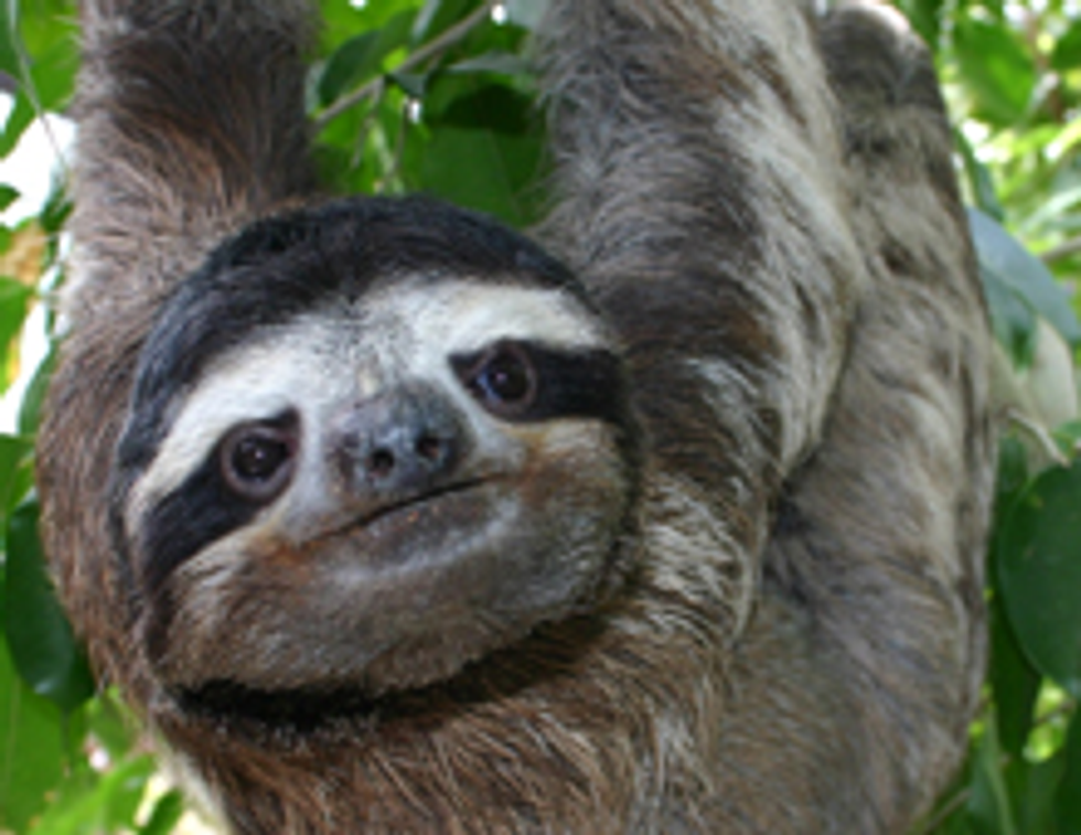 7 Sloth Facts You Probably Didn't Know
