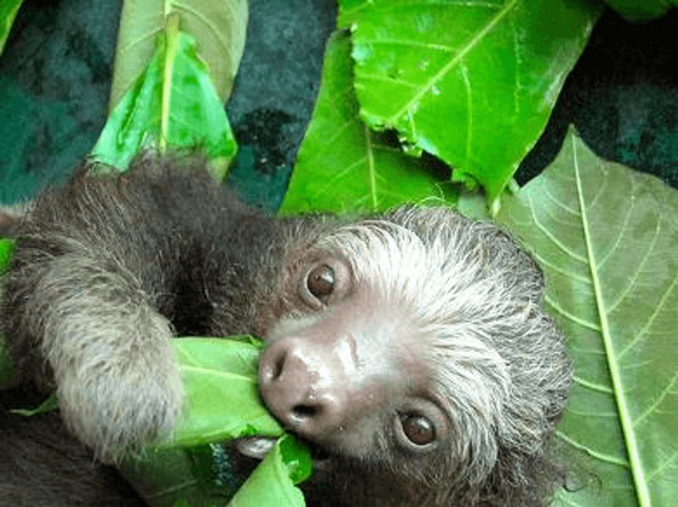7 Sloth Facts You Probably Didn't Know