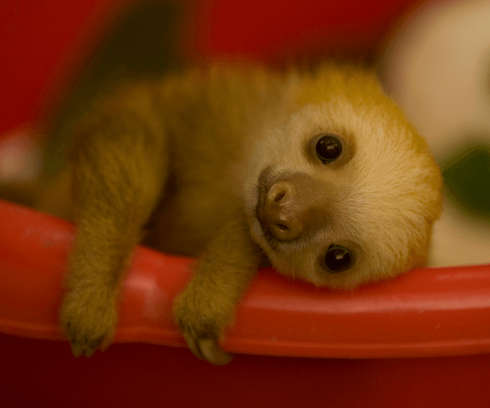 7 Sloth Facts You Probably Didn't Know