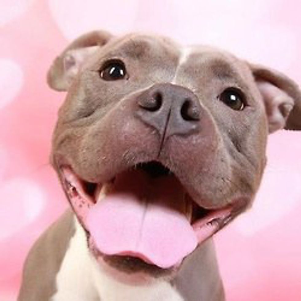 things-i-learned-from-the-stereotypes-surrounding-pit-bulls-pethelpful