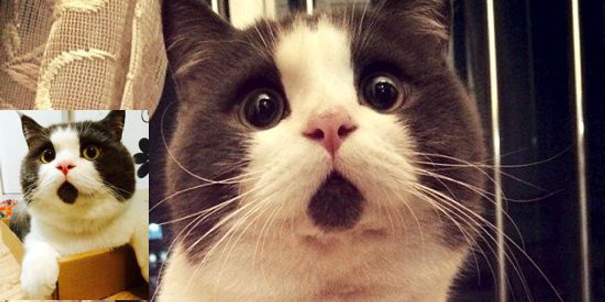 surprised face cat