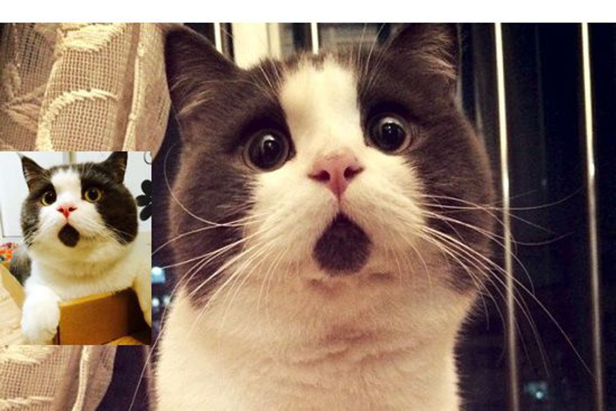Kitty Has a Face that Looks Forever Surprised in These Cute Photos...