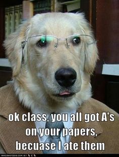 12 Best Golden Retriever Memes